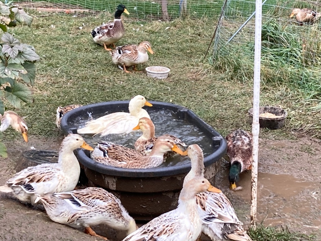 Taste the (Heirloom) Difference of Silver Appleyard Ducks