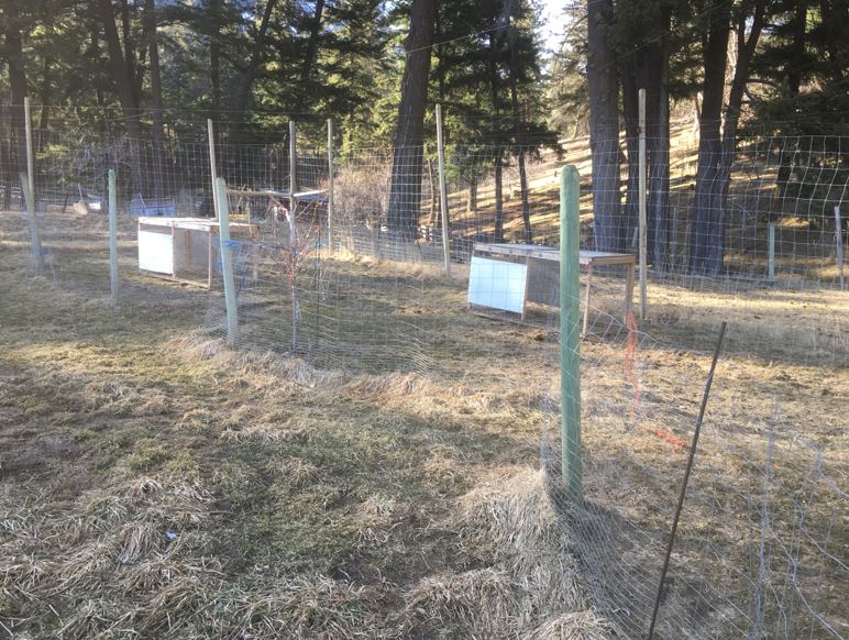 Moveable chicken pens at Rose Hill Farm