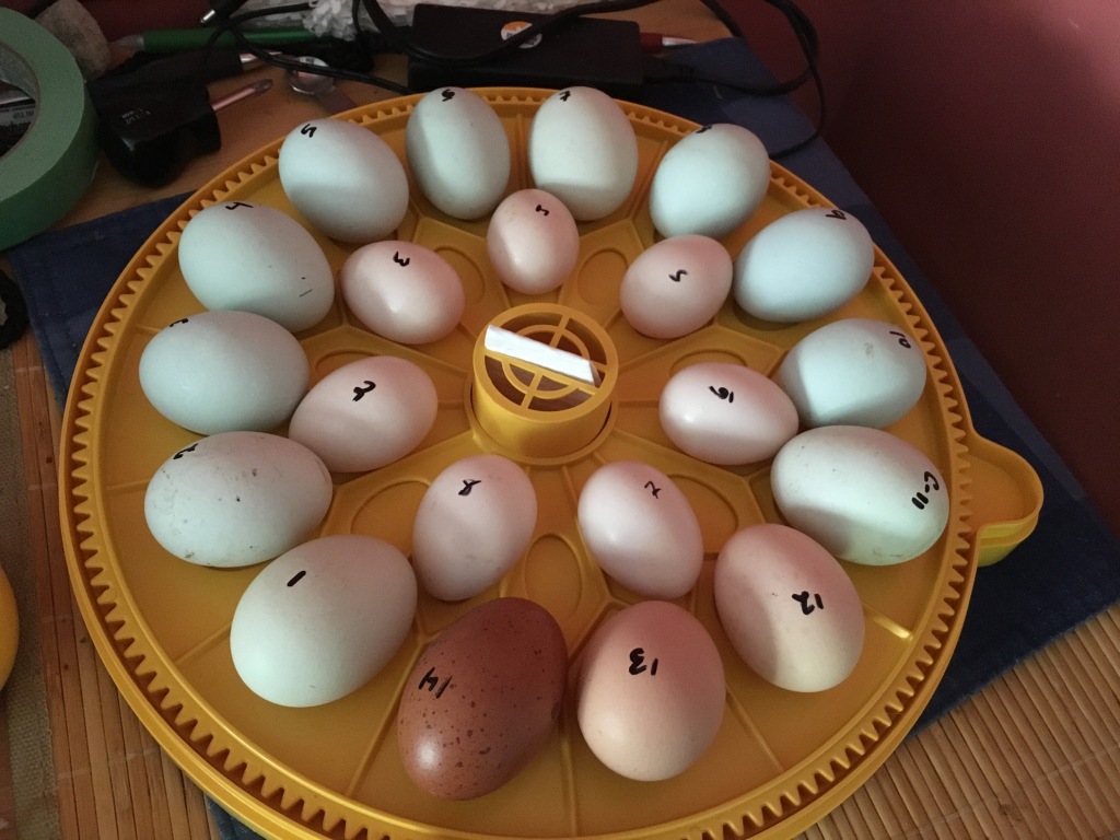 eggs on an incubator turn table