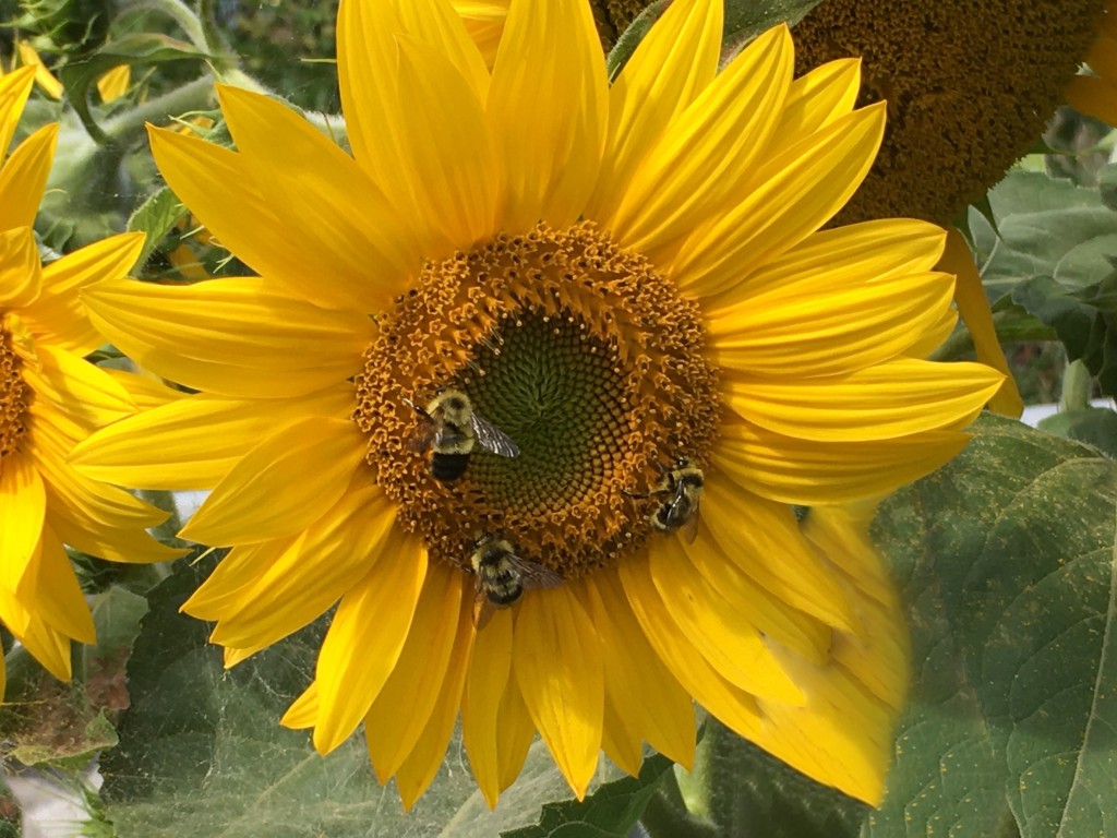 Sunflower with bumble bees
