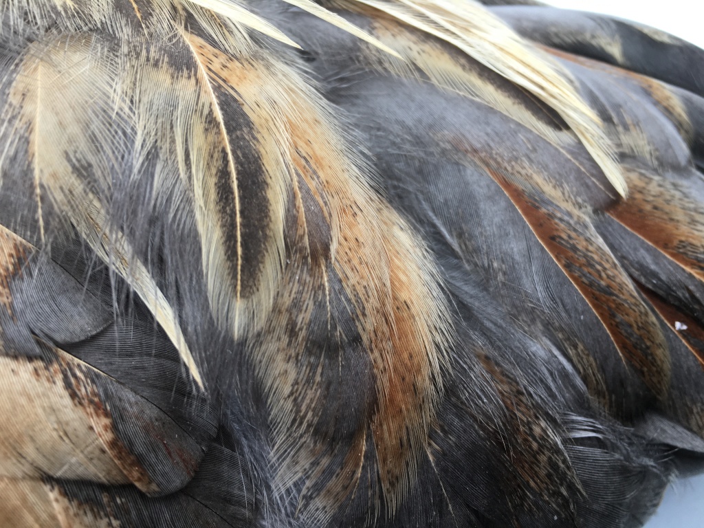 Close up of Blue Marans feathers